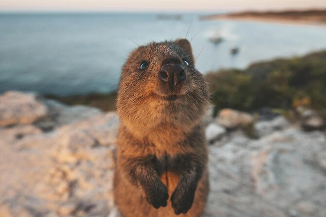 Rottnest Island Round-Trip Ferry from Perth - From Perth to Rottnest: What the 7–8 Hours Adds Up To