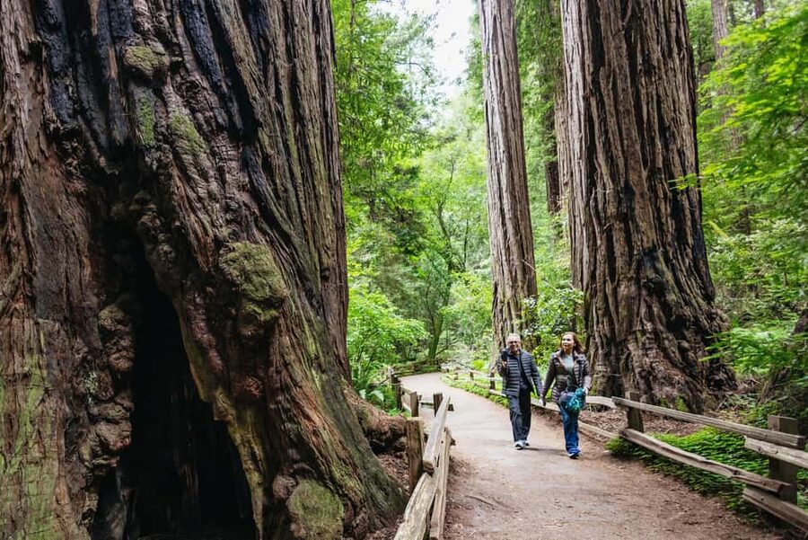 San Francisco: Muir Woods & Sausalito Tour with Ferry Option - How This Muir Woods to Sausalito Day Runs (meeting points and timing)