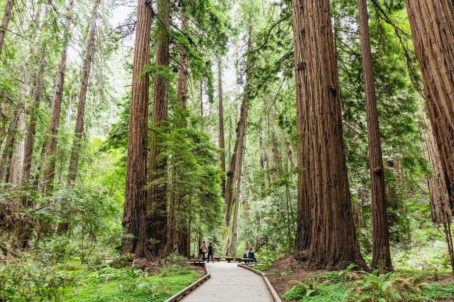 San Francisco: Muir Woods & Sausalito Tour with Ferry Option - Price and Value: What You’re Really Paying for at About $99