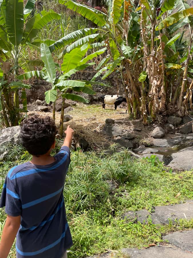 Santo Antão Highlights: Day Trip by Car with Ferry from SV - Old Mountain Road and Cova de Paúl: Where the Island Shows Its Volcanic Side