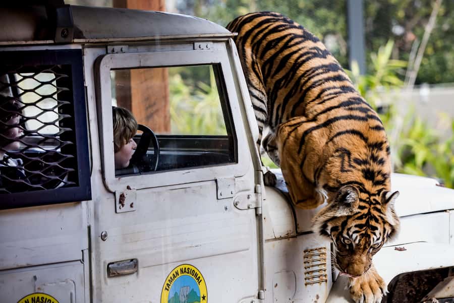Sydney: Taronga Zoo Ticket with Return Ferry - Key Things to Know Before You Go