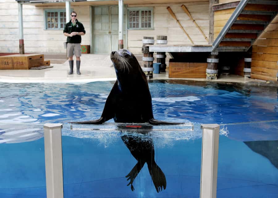 Sydney: Taronga Zoo Ticket with Return Ferry - Food, Lines, and One Realistic Trade-Off