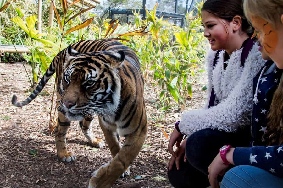 Sydney: Taronga Zoo Ticket with Return Ferry - Taronga Zoo Entry: A Self-Guided Day That Still Feels Organized