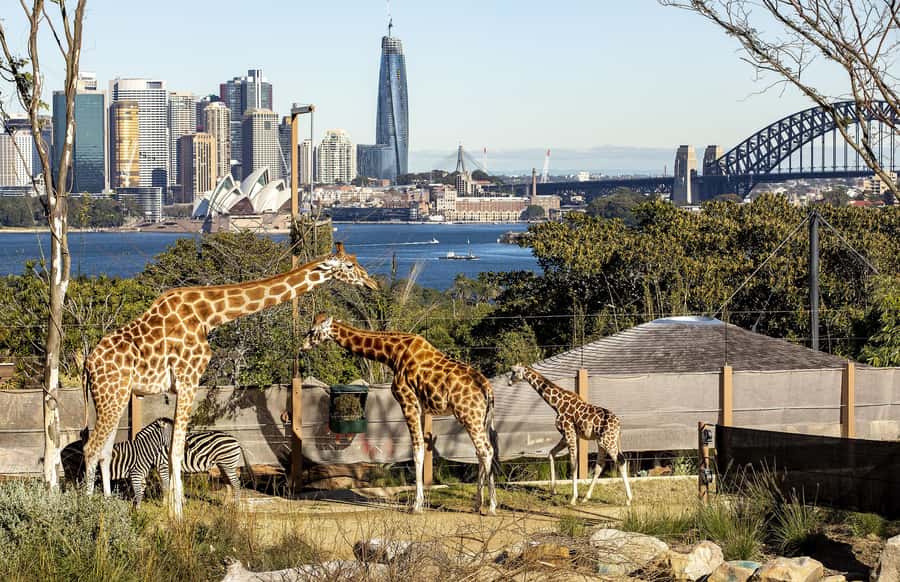 Sydney: Taronga Zoo Ticket with Return Ferry - Animals You Can Expect to See (Native Icons and Exotic Stars)