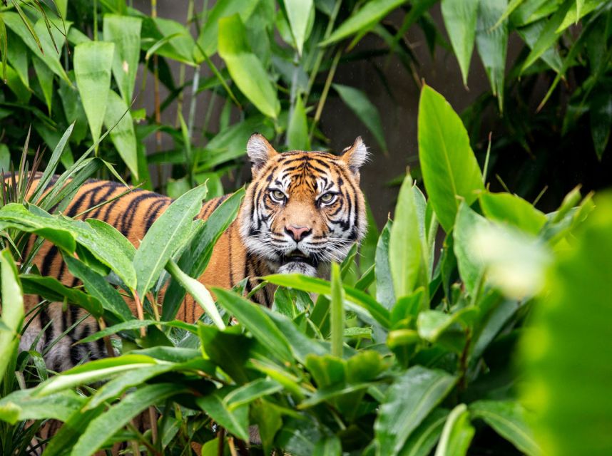 Sydney: Taronga Zoo Ticket with Return Ferry - Keeper Talks and Shows: Where the Zoo Becomes Educational