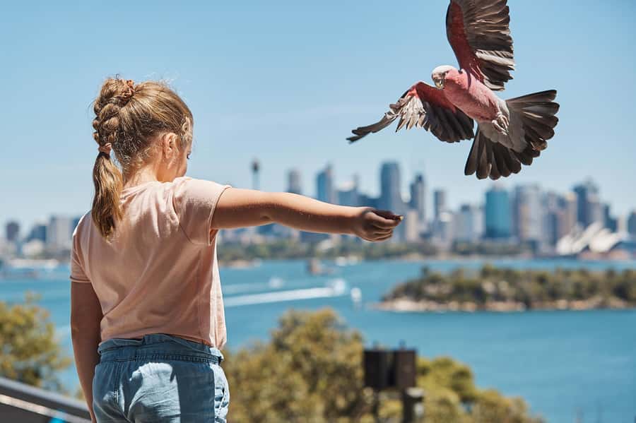 Sydney: Taronga Zoo Ticket with Return Ferry - The Hilly Reality: Stairs, Hills, and How to Keep the Day Comfortable