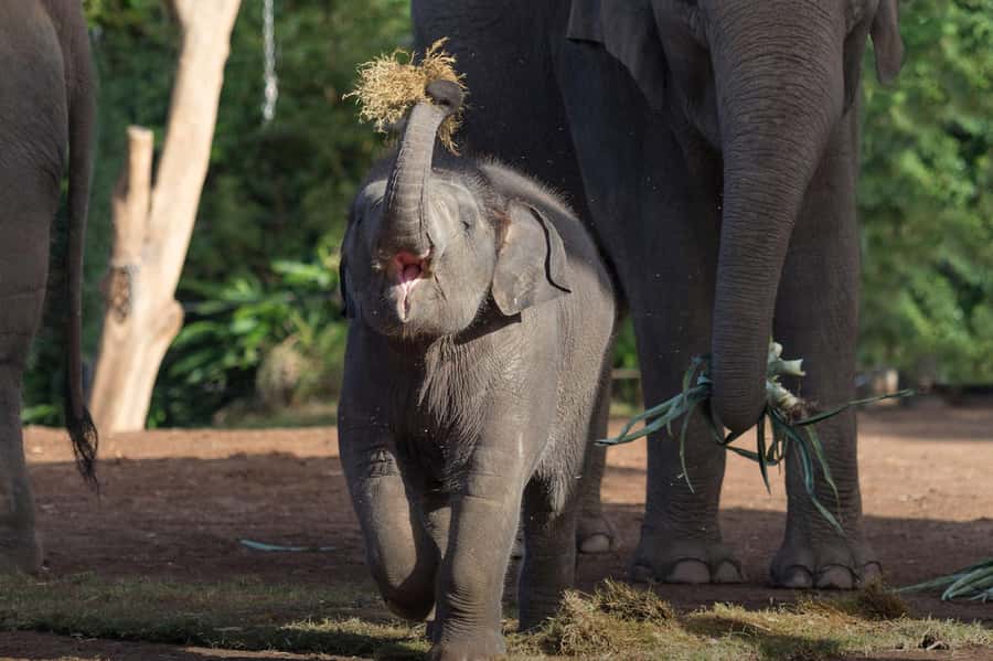 Sydney: Taronga Zoo Ticket with Return Ferry - Collect Your Ticket at Fantasea Cruises: Wharf 6 or Pier 26
