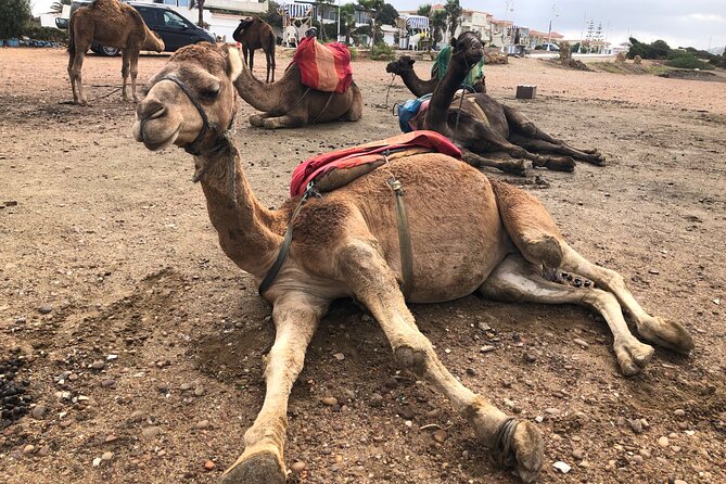 Tarifa to Tangier Tour with ferry ticket , lunch & camel ride - Cap Spartel and the lighthouse: where seas overlap