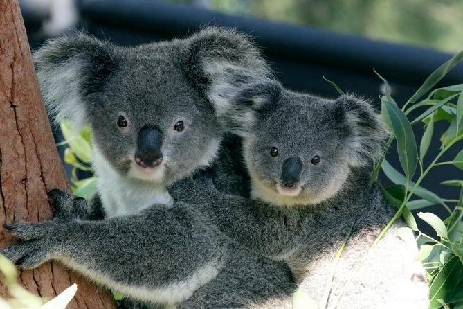 Taronga Zoo Entry & Return Ferry - Sydney Harbour - Key things to know before you go