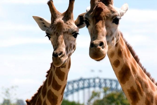 Taronga Zoo Entry & Return Ferry - Sydney Harbour - Circular Quay to Taronga Zoo: why this ferry combo is worth it