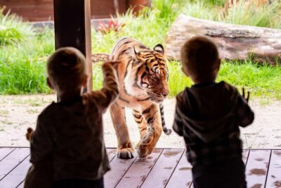 Taronga Zoo + Ferry Return Ticket - Your Day Plan: Darling Harbour, Circular Quay, Zoo, Watsons Bay, Manly